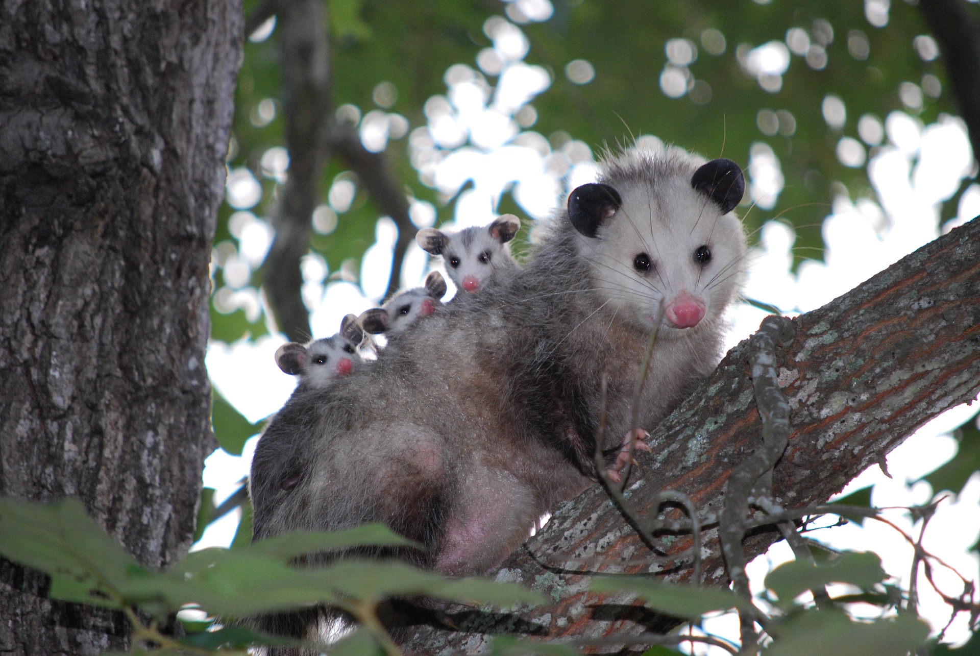 possum-1802326_1920