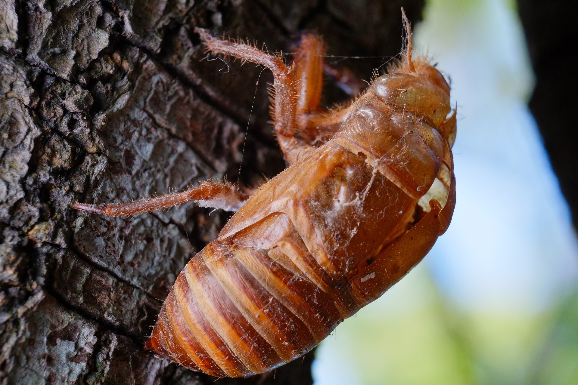 Cicada, Cicada!/Life on the Blue Planet is Live | Gulf Coast Poet