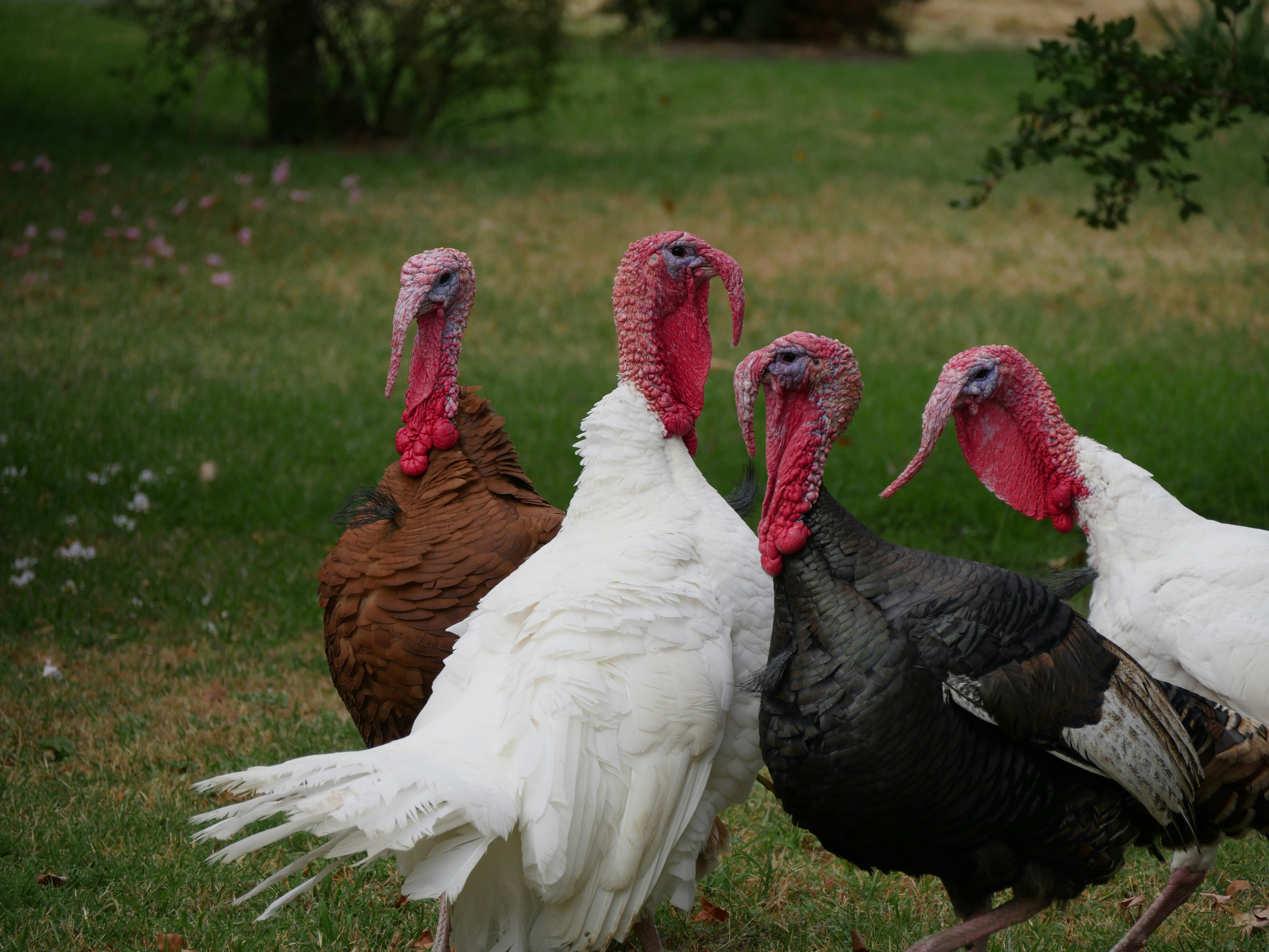 Turkeys’ Thanksgiving | Gulf Coast Poet